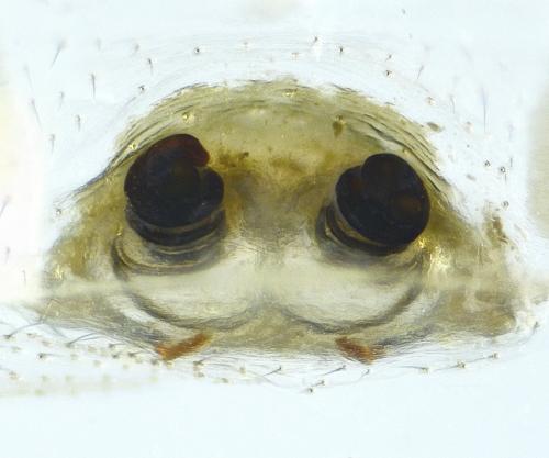 Linyphia hortensis